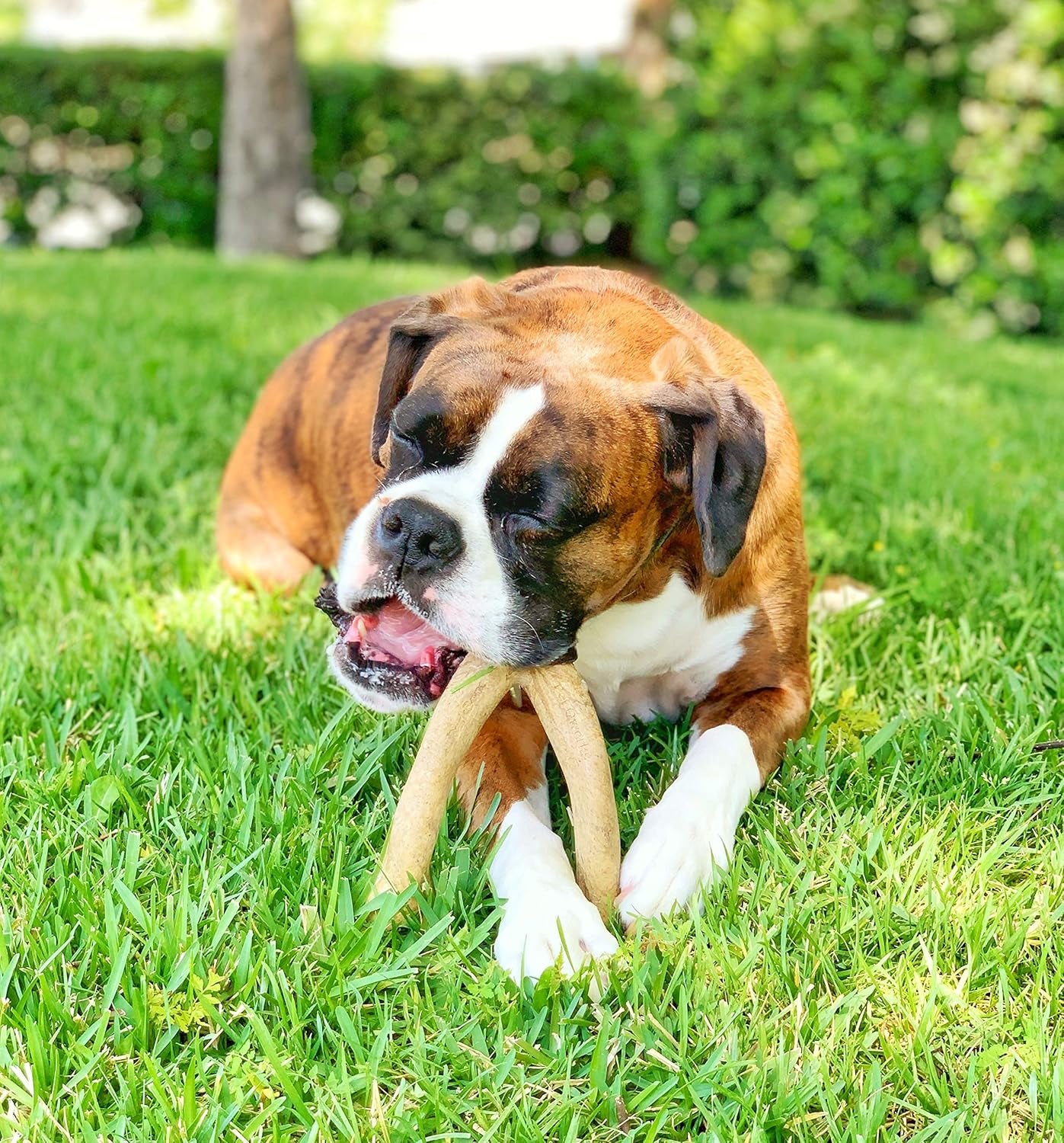 Wishbone Barkbone - Nylon Chew Toy for Aggressive Chewers - Bacon Flavor - 5.38"