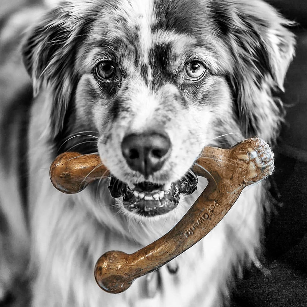 Wishbone Barkbone - Nylon Chew Toy for Aggressive Chewers - Bacon Flavor - 5.38"